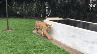 Wystraszyć tygrysa