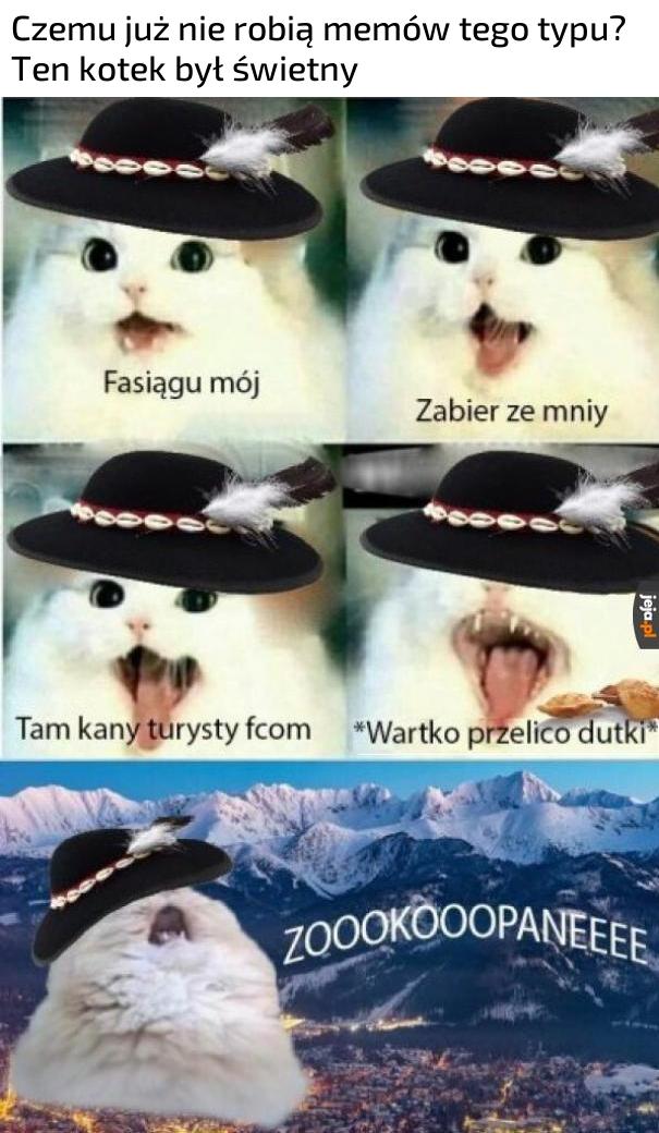 Jeden z najlepszych kotów
