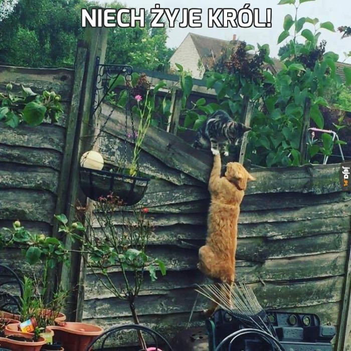 Niech żyje król!