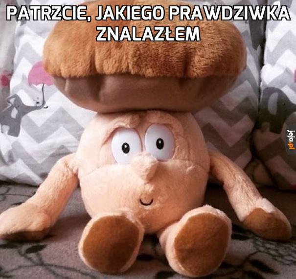 Znalazłem idealnego grzyba