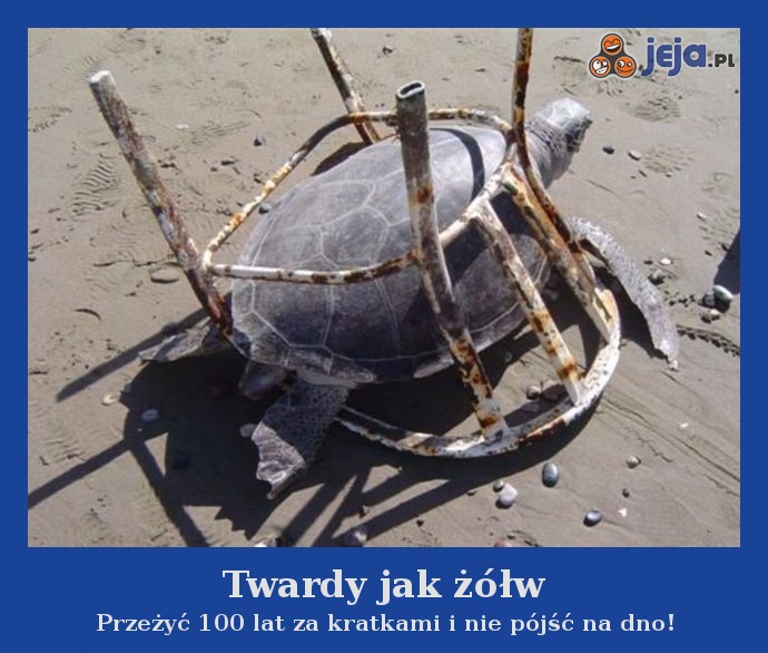 Twardy jak żółw