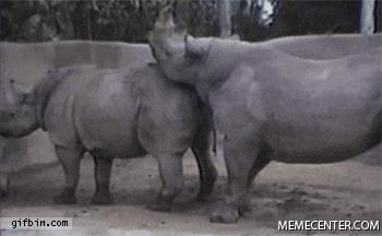 Prawdziwy powód, dla którego nosorożce są na wyginięciu