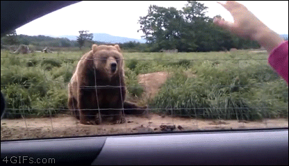 Kiedy nawet niedźwiedź Cię lubi