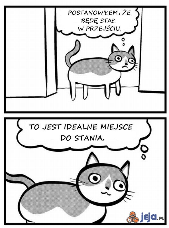 Pomysłowość kota
