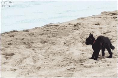 Kociak próbuje przestraszyć ocean!