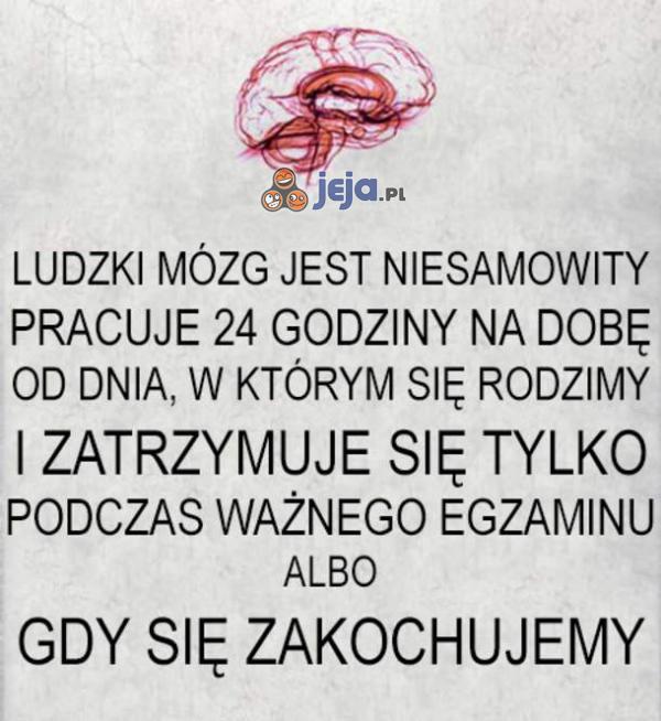 Ludzki mózg jest niesamowity