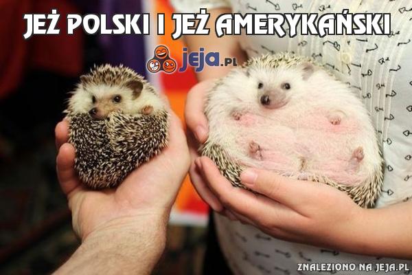 Jeż polski i jeż amerykański