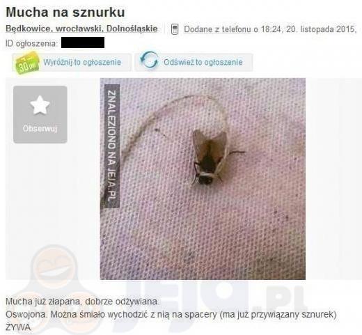 Mucha na sznurku