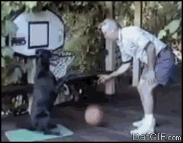 Granie z psem w koszykówkę