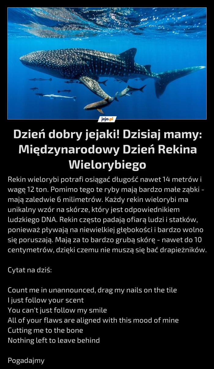 Dzień dobry jejaki! Dzisiaj mamy: Międzynarodowy Dzień Rekina Wielorybiego