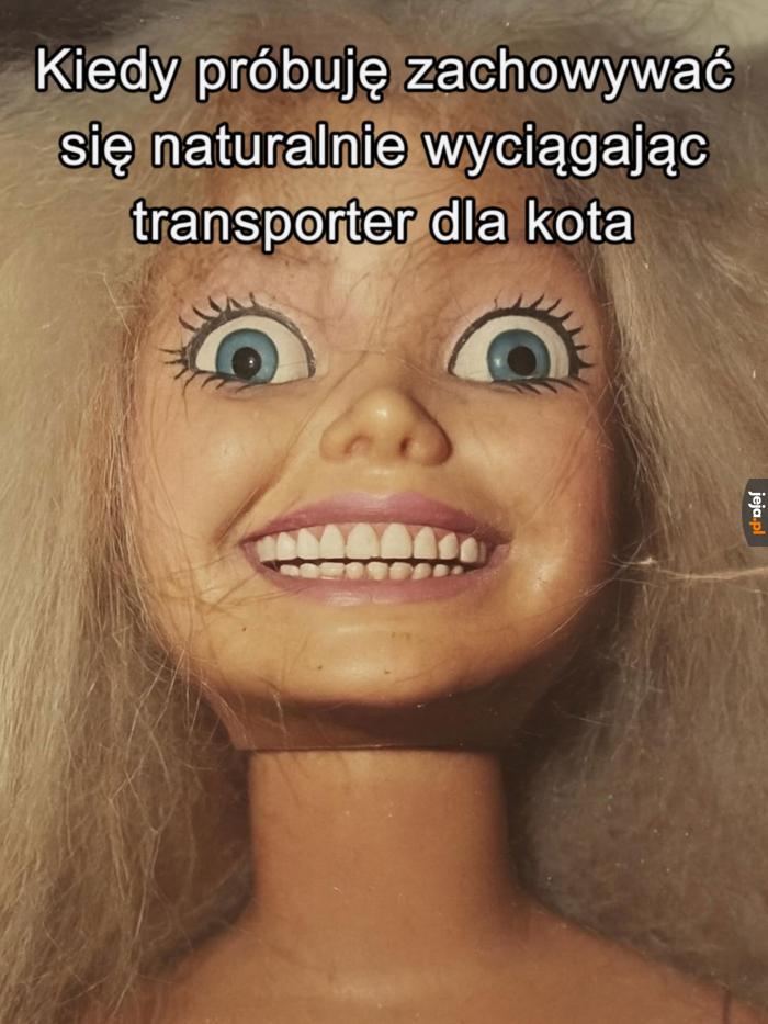 Nie bój się kiciuś, jedziemy na lody