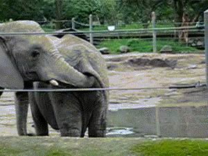 Słonik znajduje przekąskę