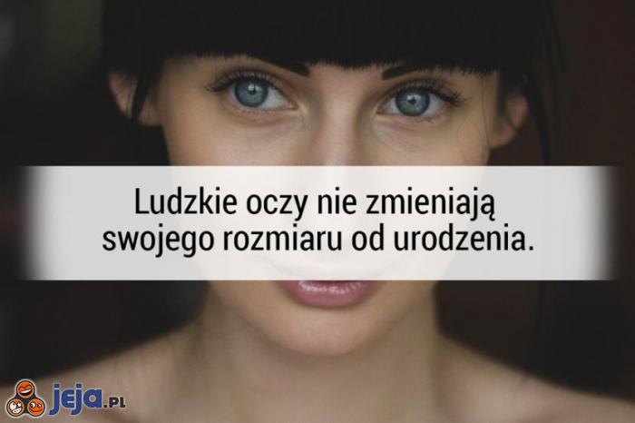 Rozmiar oczy