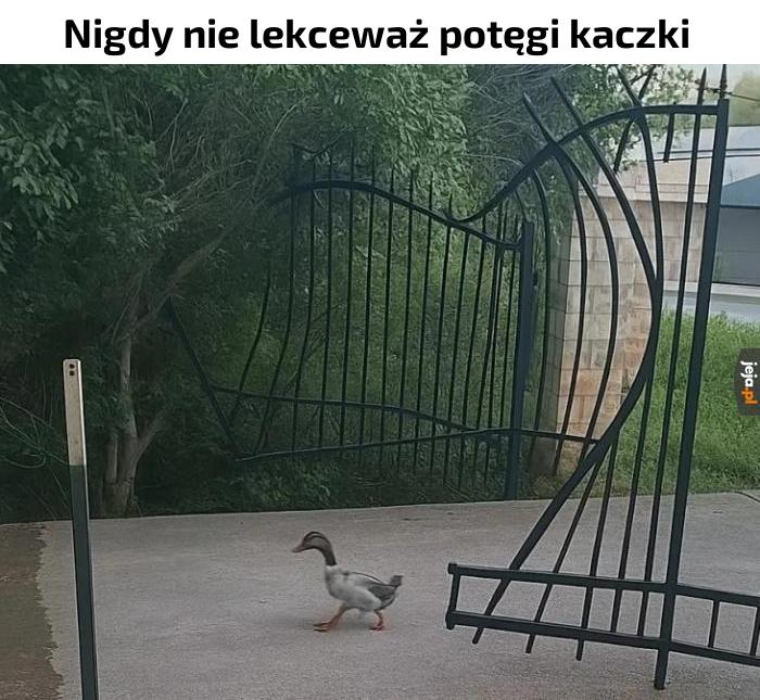 Potęga kaczki