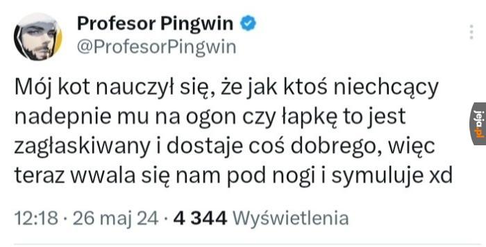 Koci strateg