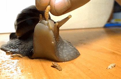 Radosny ślimak