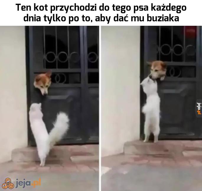 Słodziaki