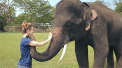 Pożegnanie ze słoniem