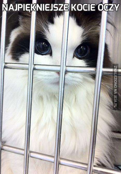 Najpiękniejsze kocie oczy