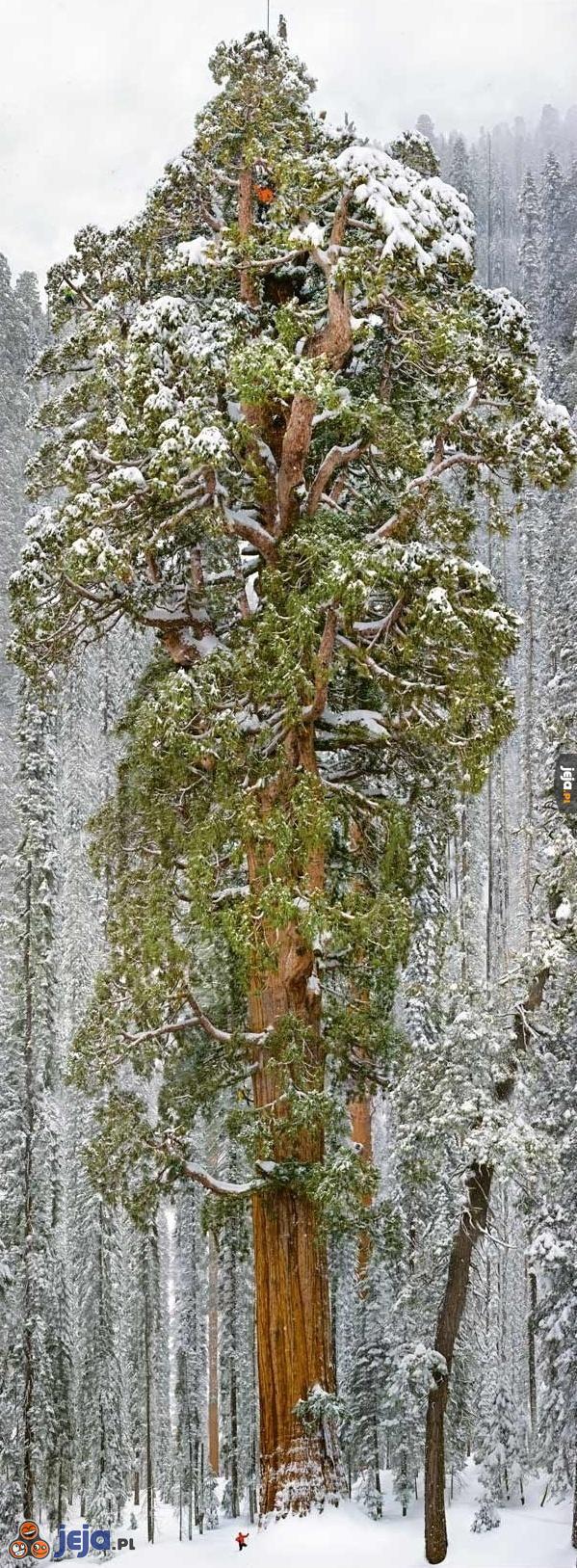 Największe żyjące drzewo świata