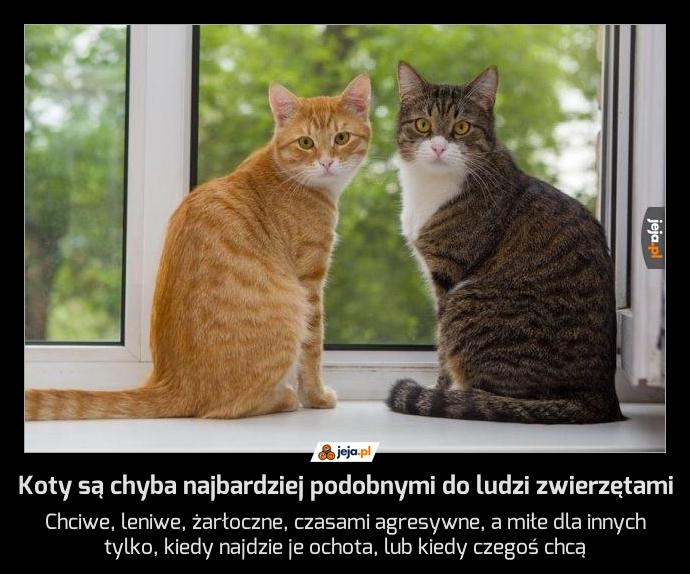 Koty są chyba najbardziej podobnymi do ludzi zwierzętami