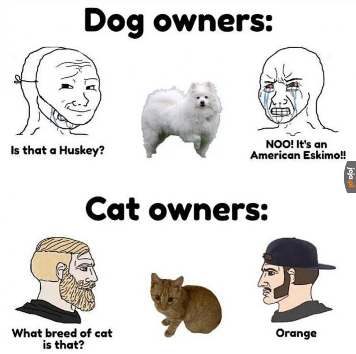 Rasy psów i kotów