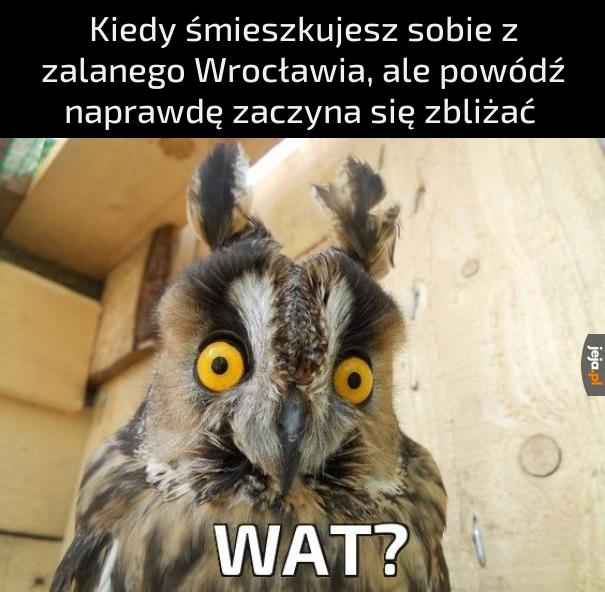 Soweł
