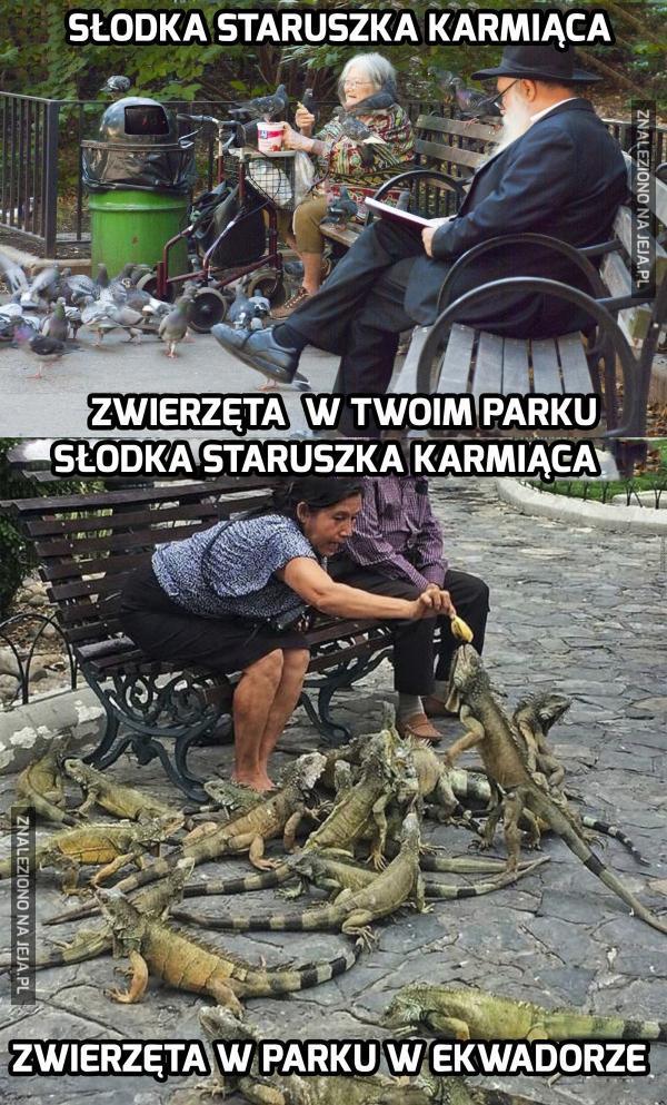 Karmienie w parku