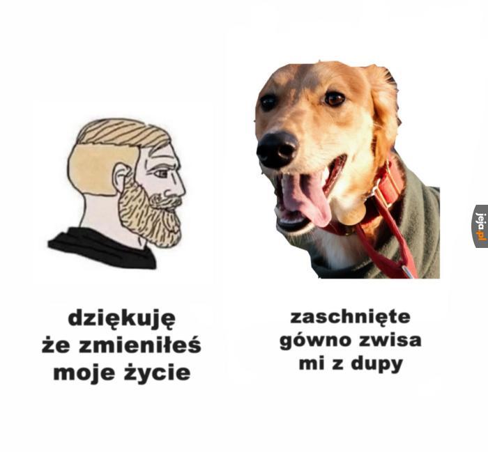 Tak, wolę koty, skąd wiedziałeś?