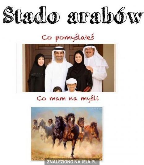 Stado arabów