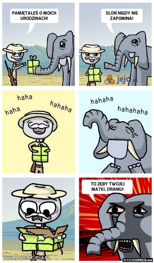 Słonie nie zapominają