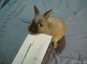 Pożyteczny królik