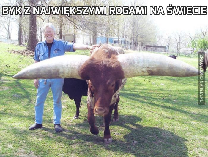 Byk z największymi rogami na świecie