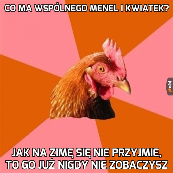 Kogut bez wyczucia