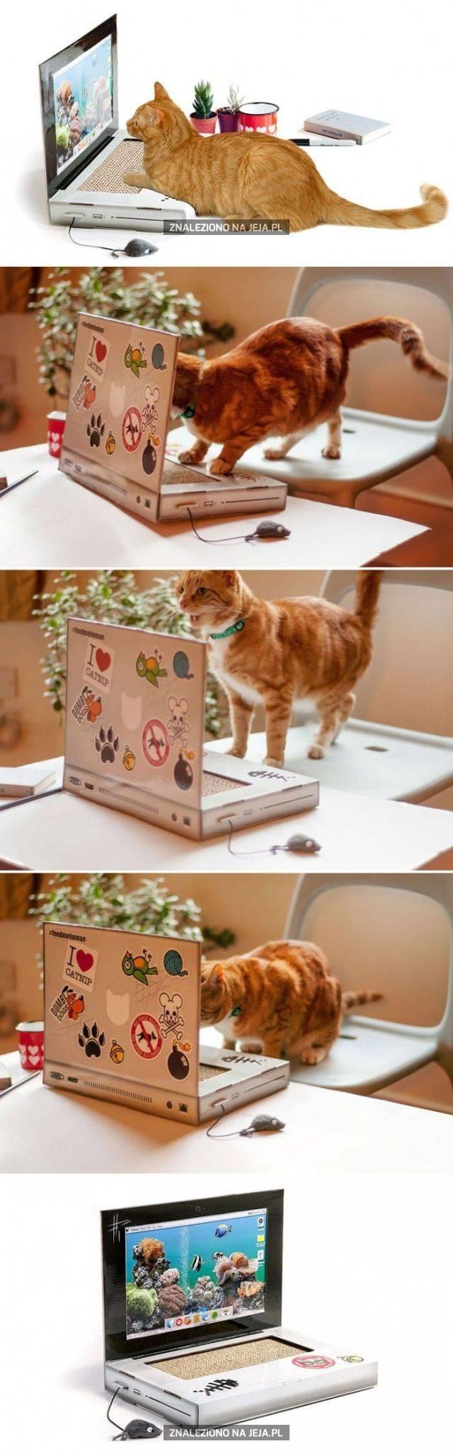 Laptop dla kota