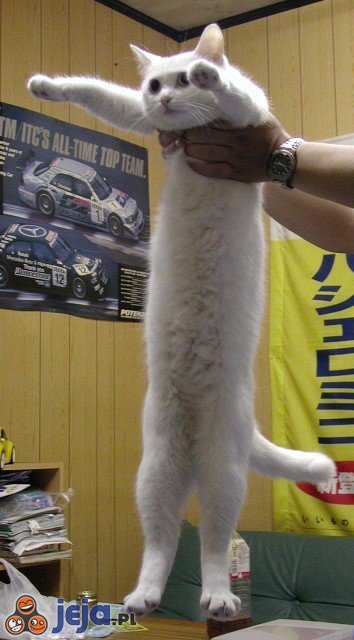 Długi kot