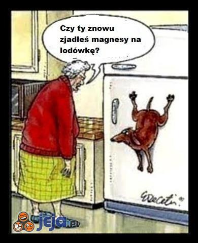 Żarłoczny piesek