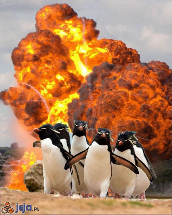 Pingwiny z Afganistanu