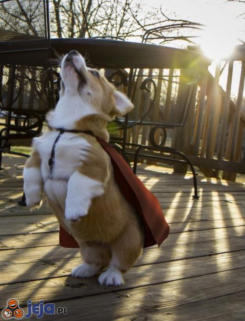 Pies supermana