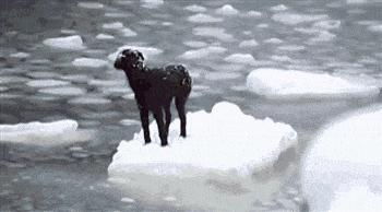 Pies uratowany z kry lodowej przez przypadkowych marynarzy