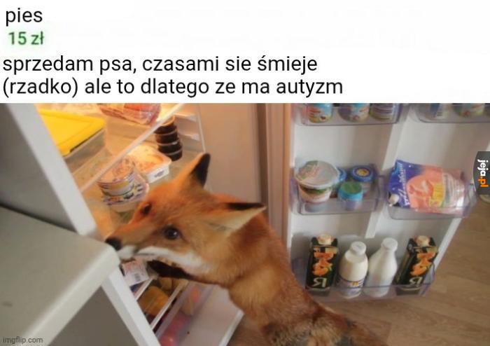 Autystyczny piesek