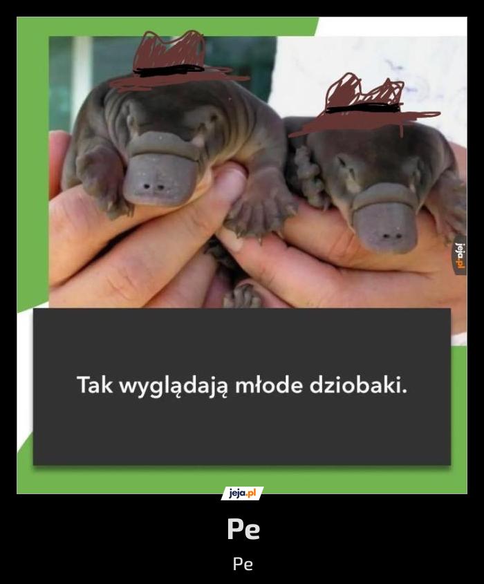 Pe