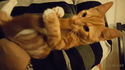Om nom nom nom