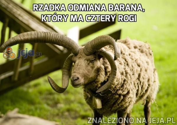 Rzadka odmiana barana, który ma cztery rogi