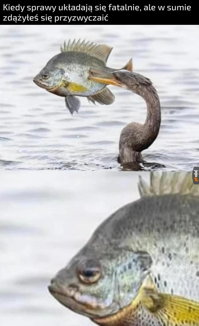 Stara bieda