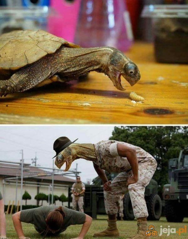 Sierżant żółw