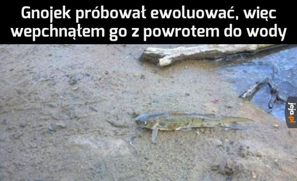 Nie ma takiego ewoluowania