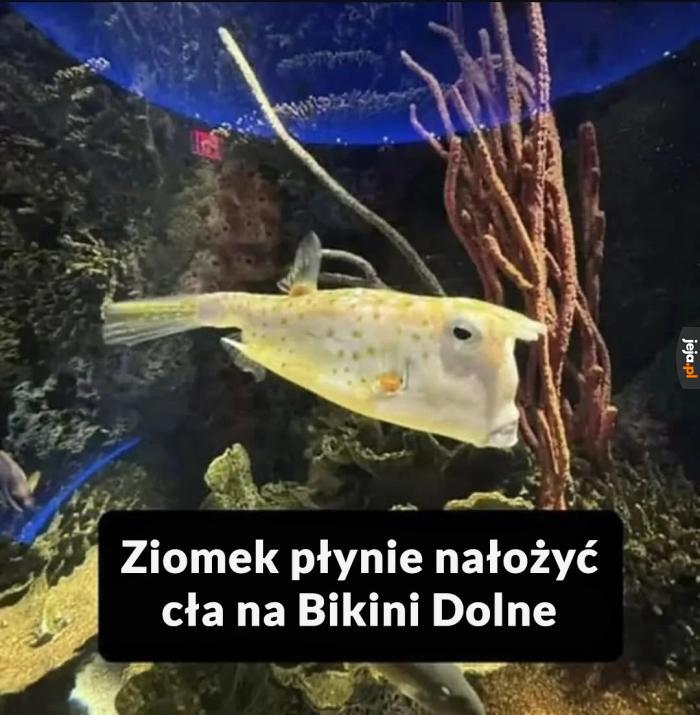 Też widzisz Donalda?