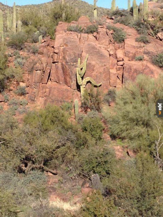 Kaktusowy człowiek przyłapany