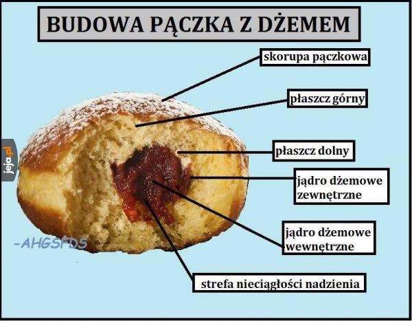 Budowa pączka